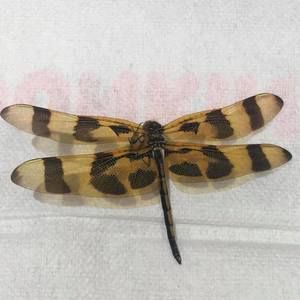 Meet your Posher, Marisol